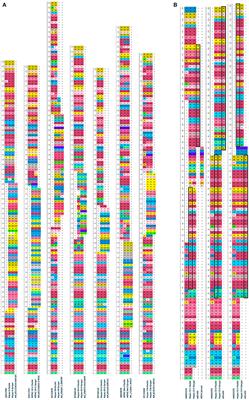 Insertions and Duplications in the Polyproline Region of the Hepatitis E Virus